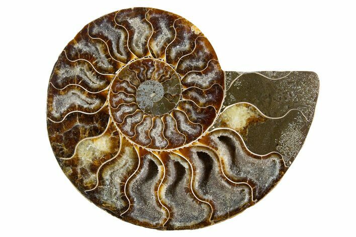 Cut & Polished Ammonite Fossil (Half) - Deep Crystal Pockets #345995
